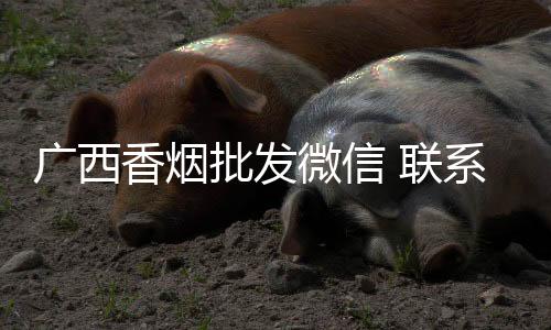 广西香烟批发微信 联系方式靠谱吗？